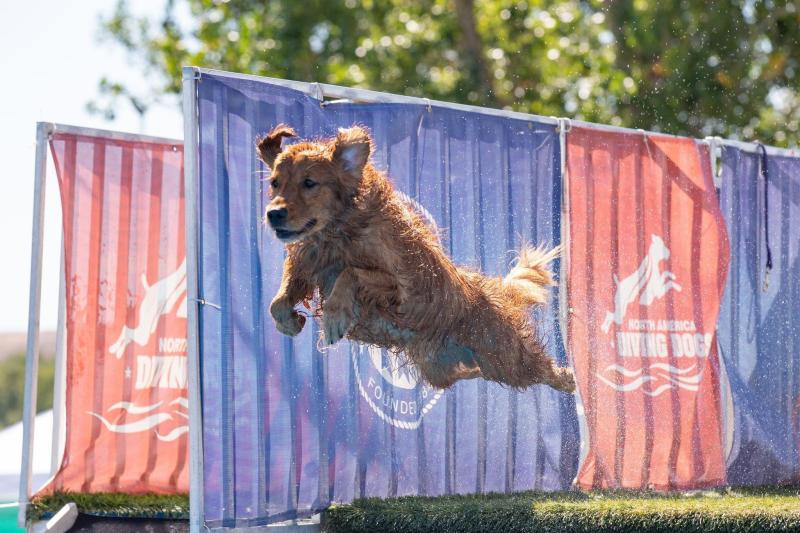 Dock Diving
