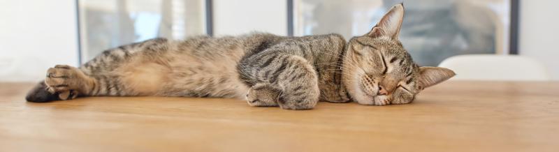 Gray cat laying on a tan wood surface and napping.