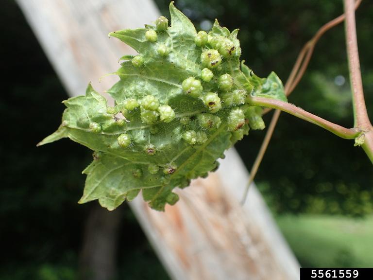 Phylloxera on green leaf