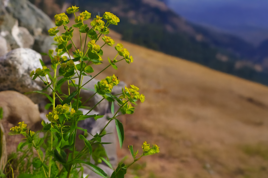 Leafy spurge noxious weed.