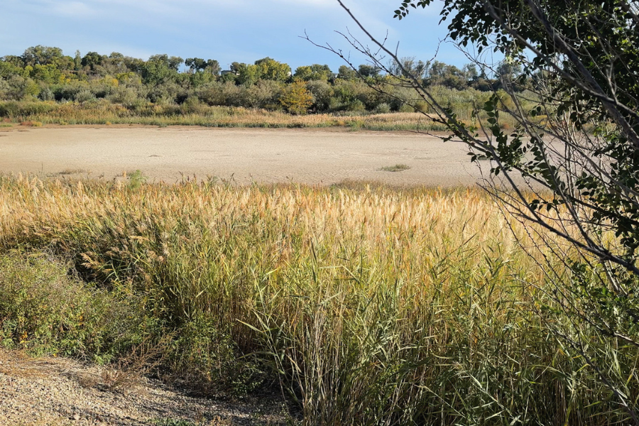 Photo of a dry pond near the Colorado River with large trees in the background. Cattails and other brush are in the foreground.